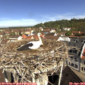 10_30-nest.jpg