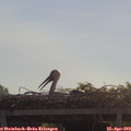10_35-mast.jpg