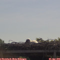 10_40-mast.jpg