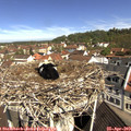 10_40-nest.jpg