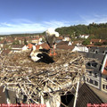 10_45-nest.jpg