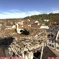 10_50-nest.jpg
