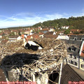 10_55-nest.jpg