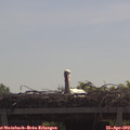 11_00-mast.jpg