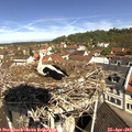 11_00-nest.jpg