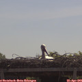 11_05-mast.jpg
