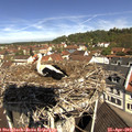 11_05-nest.jpg