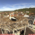 11_10-nest.jpg