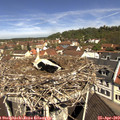 11_15-nest.jpg
