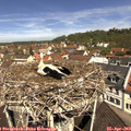 11_20-nest.jpg