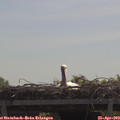 11_25-mast.jpg