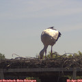11_30-mast.jpg