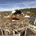 11_30-nest.jpg