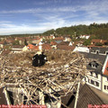 11_35-nest.jpg