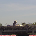 11_40-mast.jpg