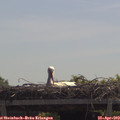 11_45-mast.jpg