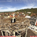 11_50-nest.jpg