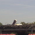 12_00-mast.jpg