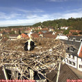 12_00-nest.jpg