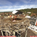 12_15-nest.jpg