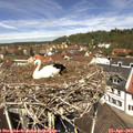 12_20-nest.jpg