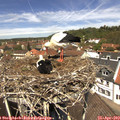 12_35-nest.jpg