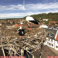 12_40-nest.jpg