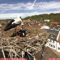 12_45-nest.jpg