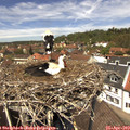 12_50-nest.jpg