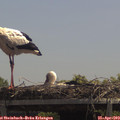 12_55-mast.jpg