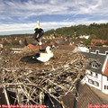 12_55-nest.jpg