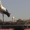 13_00-mast.jpg