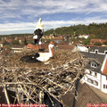 13_00-nest.jpg