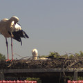 13_05-mast.jpg