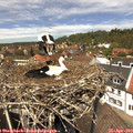 13_05-nest.jpg