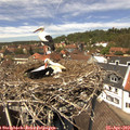 13_10-nest.jpg