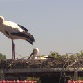 13_15-mast.jpg