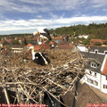 13_20-nest.jpg