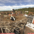 13_25-nest.jpg