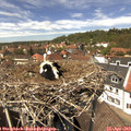 13_30-nest.jpg