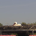 13_35-mast.jpg