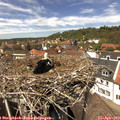 13_35-nest.jpg