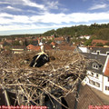 13_40-nest.jpg
