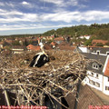 13_45-nest.jpg
