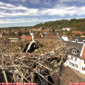 13_50-nest.jpg