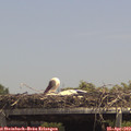 13_55-mast.jpg