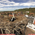 13_55-nest.jpg