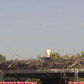 14_00-mast.jpg