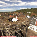14_00-nest.jpg
