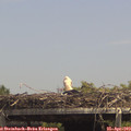 14_05-mast.jpg